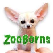 Zooborns logo